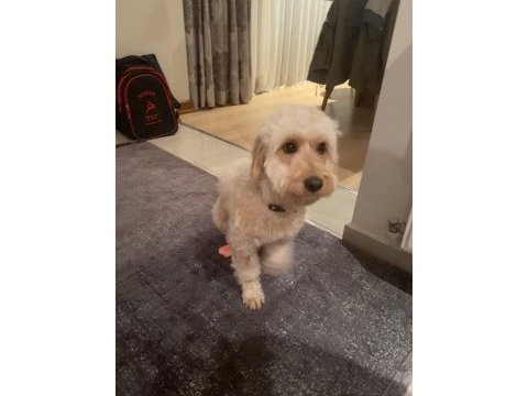 Maltipoo kızım 1.5 yaşında