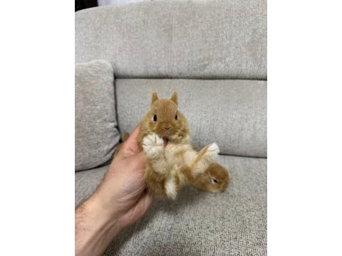 Hollanda lop tavşanları