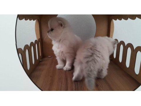 Maviş gözlü british shorthair bebekler