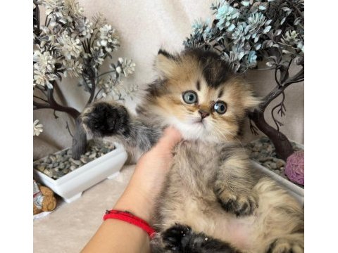 British longhair ny25 erkek