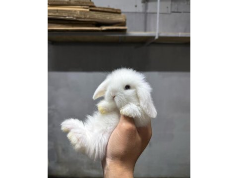 Hollanda lop tavşanı - tüm şehirlere gönderim!