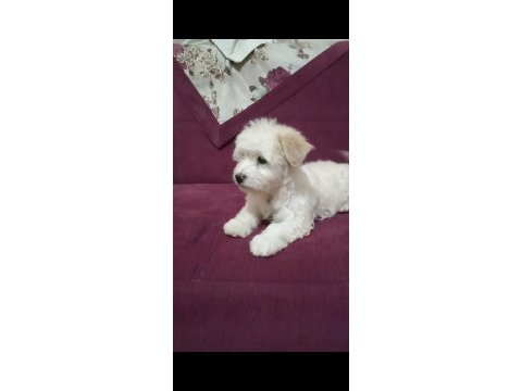 Dişi a kalite maltipoo