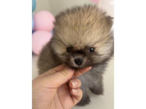 Show kalite pomeranian boo