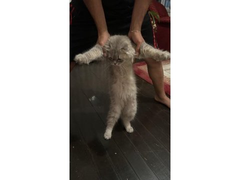 British longhair eksiksiz dişi