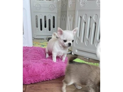 Türkiye’nin kore teacup kar beyaz chihuahua yavruları