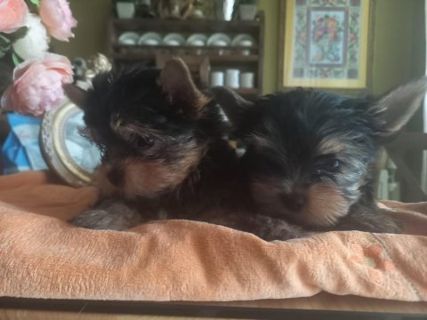 Teacup yorkshire terrier yavrularımız