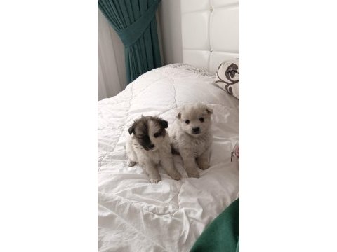 Siyah beyaz 2 aylık yavru köpeğimiz
