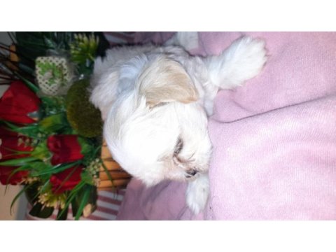 Shih tzu bebeklerimiz