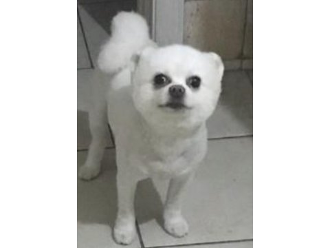 Sahiplendirilecek pomeranian boo
