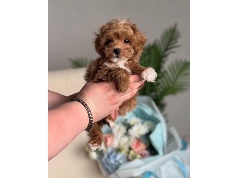 Maltipoo biblo yavrularimiz teslime hazır