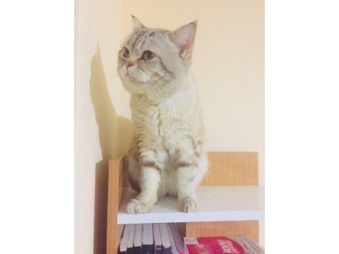 Minik british longhair meleklerim