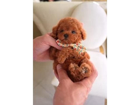 Türkiyenin en güzel core toy poodle bebekleri