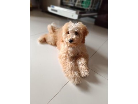 Sevimli poodle maya