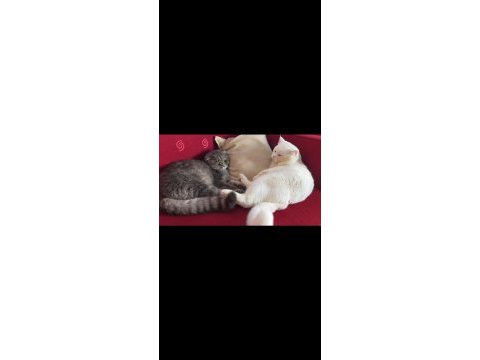 Kısır erkek scottish fold