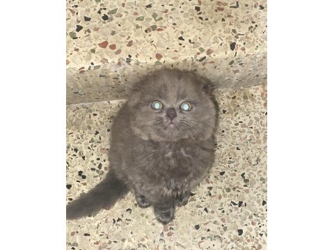 Nazlı scottish fold kızımız ömürlük yuvasını bekliyor