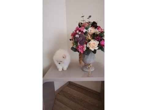 66 günlük pomeranian köpeği
