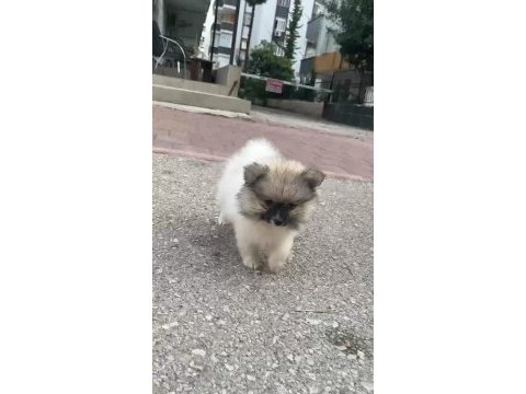 Pomeranian yavrularımız