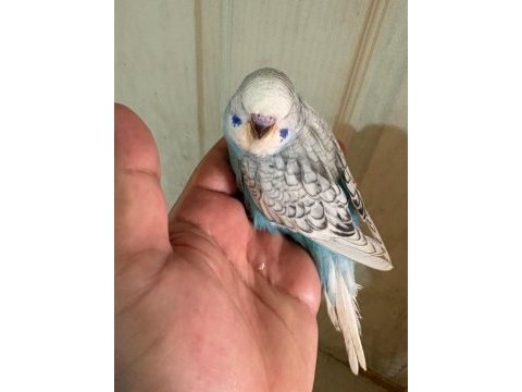 25, 26 ve 27 günlük kusursuz 3 erkek jumbo bebek muhabbet