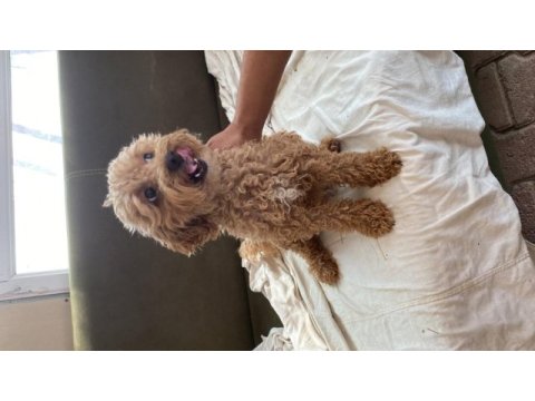1 yaşında minyatür poodle eğitimli erkek 2 yaş dişi