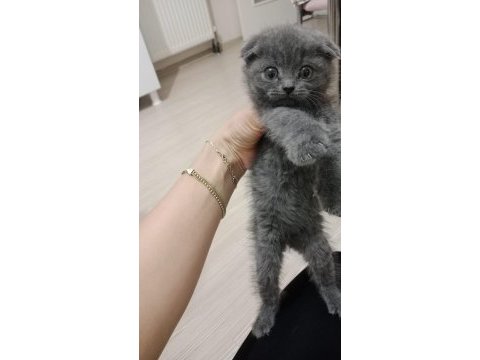Scottish fold yavru kedimiz