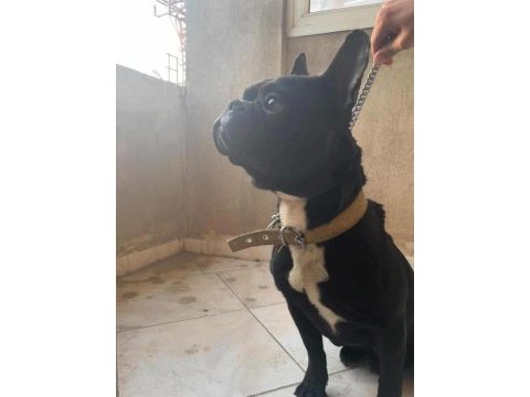 Uyguna erkek french bulldog