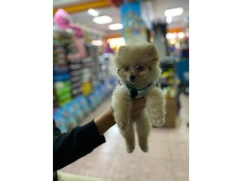 Pomeranian boo köpekler 60 günlük