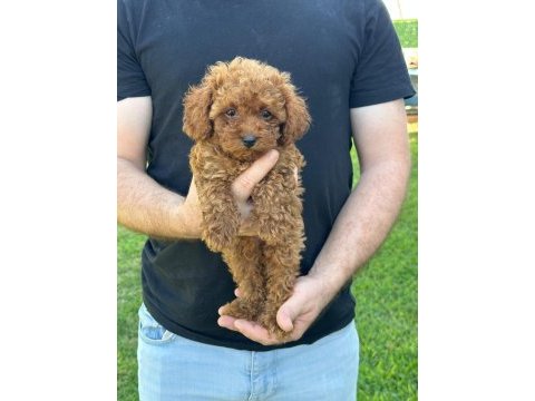 Kore poodle dişi