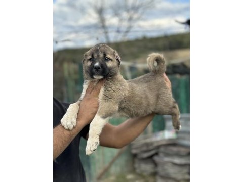 Karaboğa kangal yavruları bir