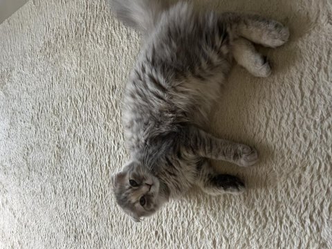 Minik scottish fold yavrumuzu sahiplendiriyoruz