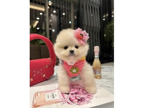 Pomeranian boo
