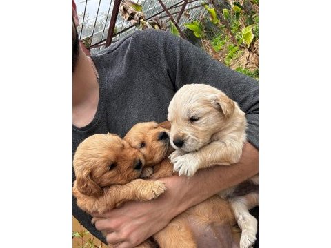 Safkan ayı surat golden retriever yavrularım
