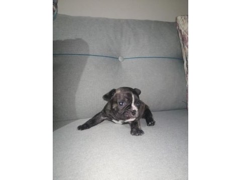 French bulldog