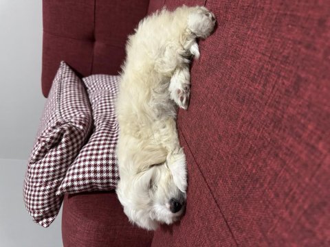 55 günlük dişi maltipoo