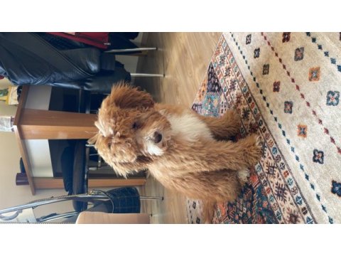 4 aylık yavru toy poodle