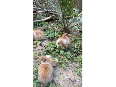 10 adet lop tavşanı yer izmir