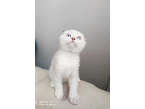 Birinci kalite kalıcı mavi gözlü scottish fold yavrular