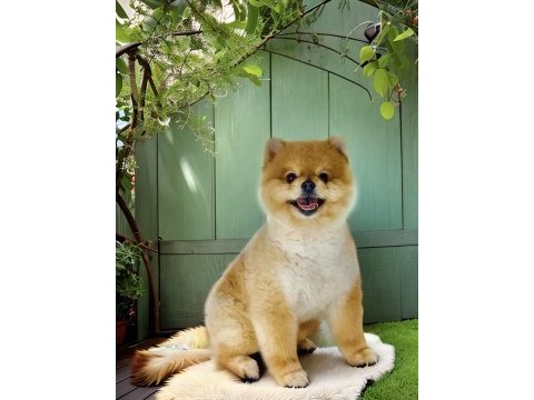 Antalyada pomeranian boo ayı surat yavrular