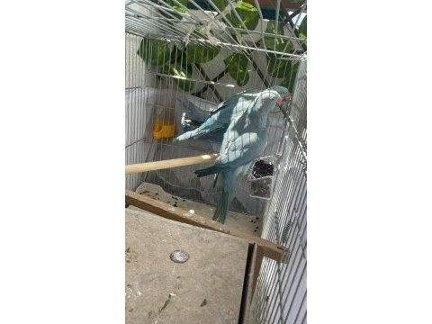Tecrübeli mutasyon pakistan papağanı takım uyguna