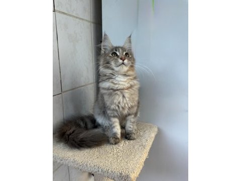 Renk güzeli maine coon