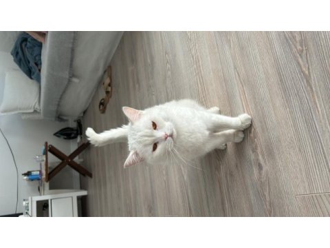 Adım minik british longhair