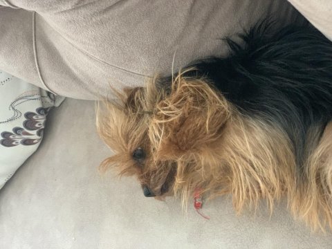 Lady yeni yuvasını arıyor terrier yorkshire