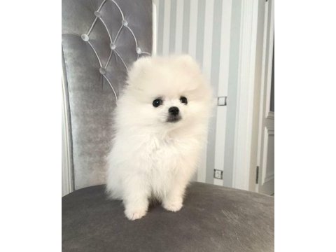 Dişi pomeranian boo yavrum yuvaya hazır