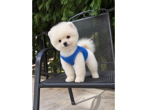 Orjinal pomeranian boo