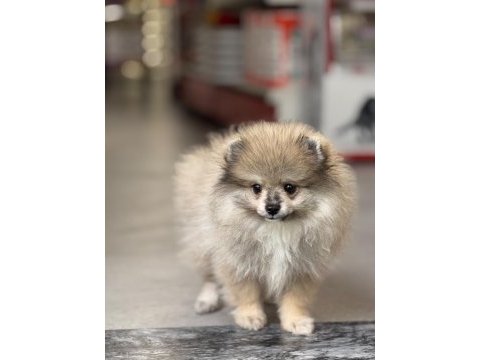 Pomeranian boo cinsi yavrularımız