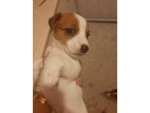 Jack russell