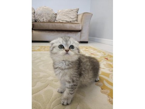 Yavru scottish fold bebekler