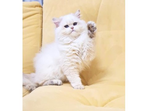 Orjinal british longhair golden ay point yavrum