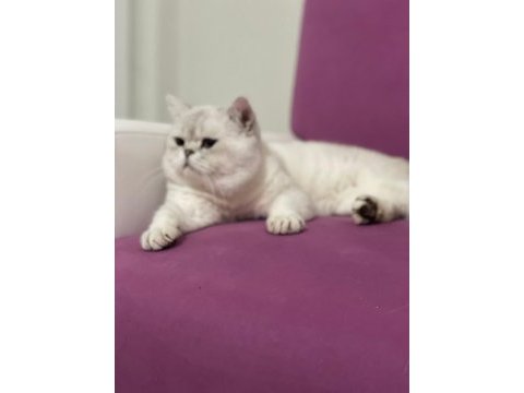 British shorthair silver point erkek kedime dişi arıyorum