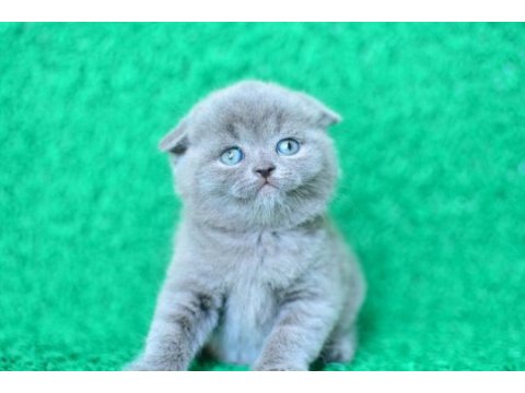 Mükemmel gri scottish fold shorthair 
