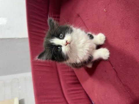 British longhair bicolor sevimli yavrular